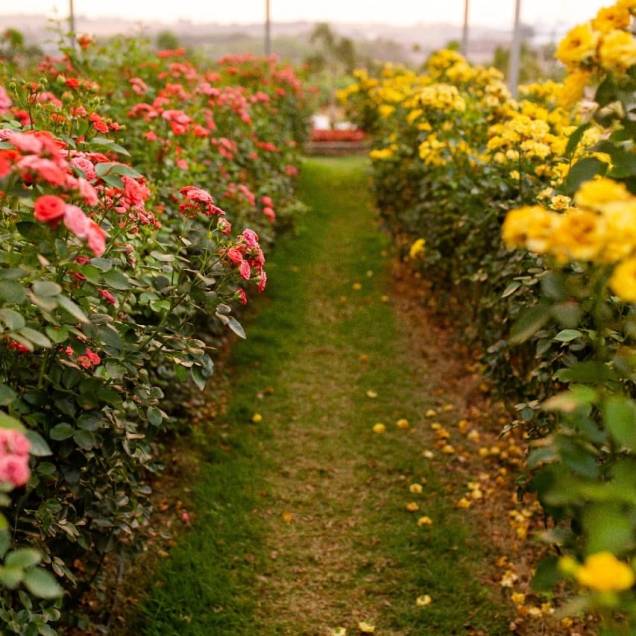 O Bloemen Park é um dos campos com maior variedade de rosas. O Bloemen Park é um dos campos com maior variedade de rosas.
