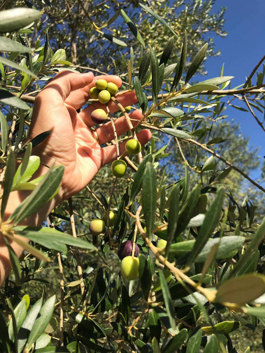 Estância das Oliveiras Na imagem, vemos uma mão pegando os frutos de uma oliveira.