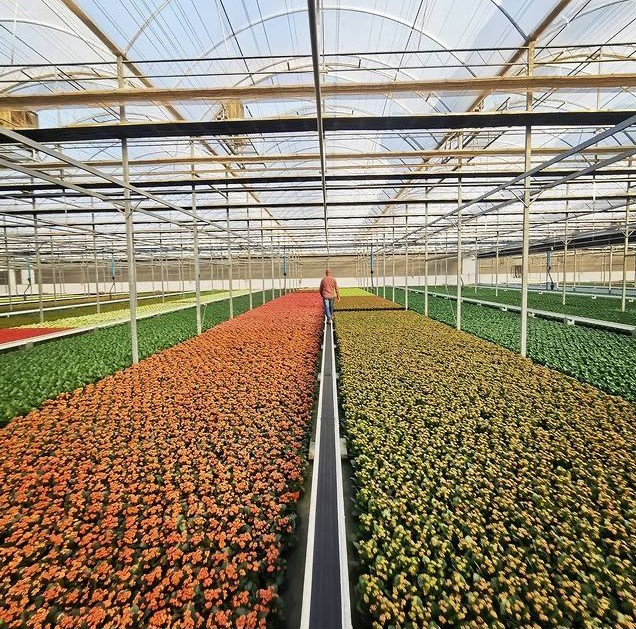 Kalanchoes na Joost, Holambra, São Paulo, Brasil