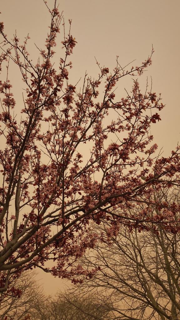 Cerejeira em flor em Lisboa, com o céu completamente amarelo