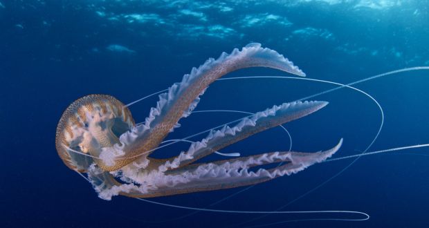 Pelagica A Pelagia noctiluca, dando dor de cabeça na Espanha