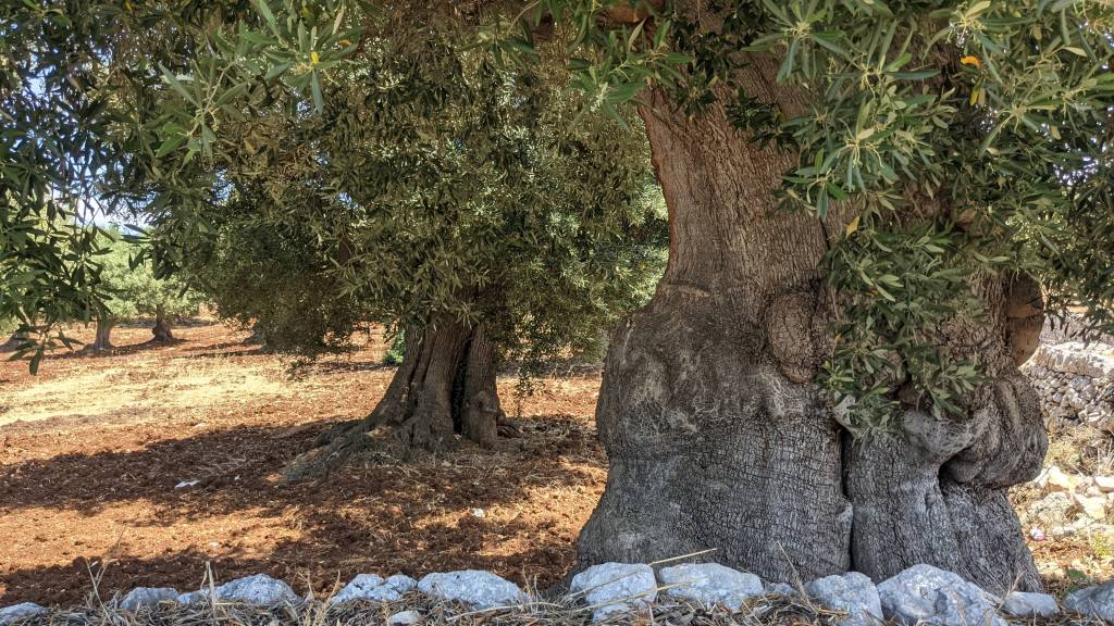 Oliveiras, Puglia, Itália Oliveiras, Puglia, Itália