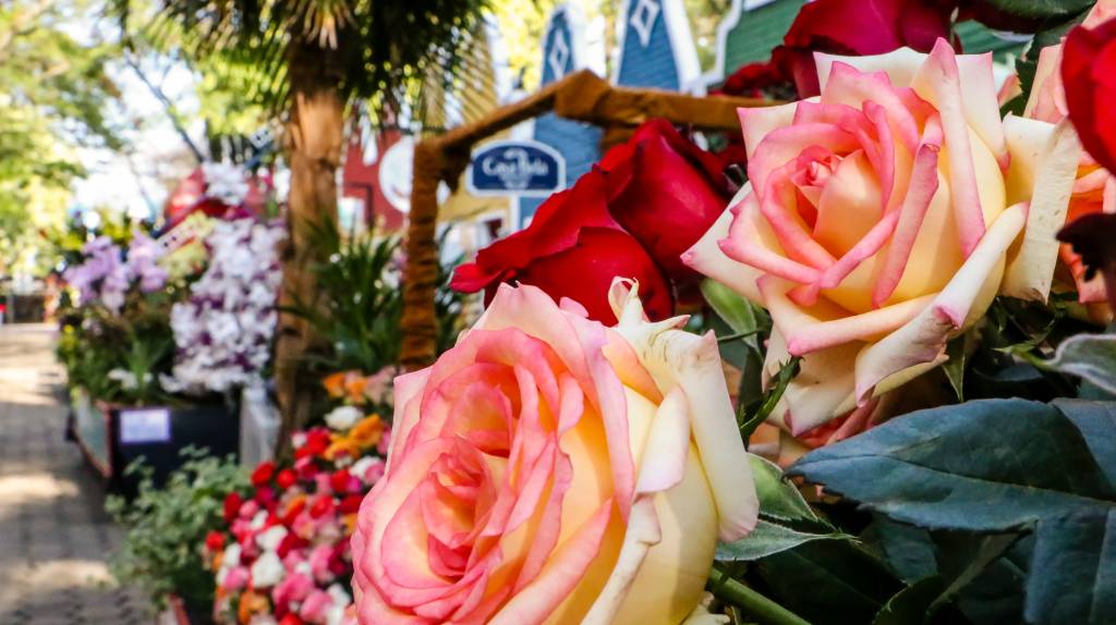 A imagem mostra carros decorados com rosas