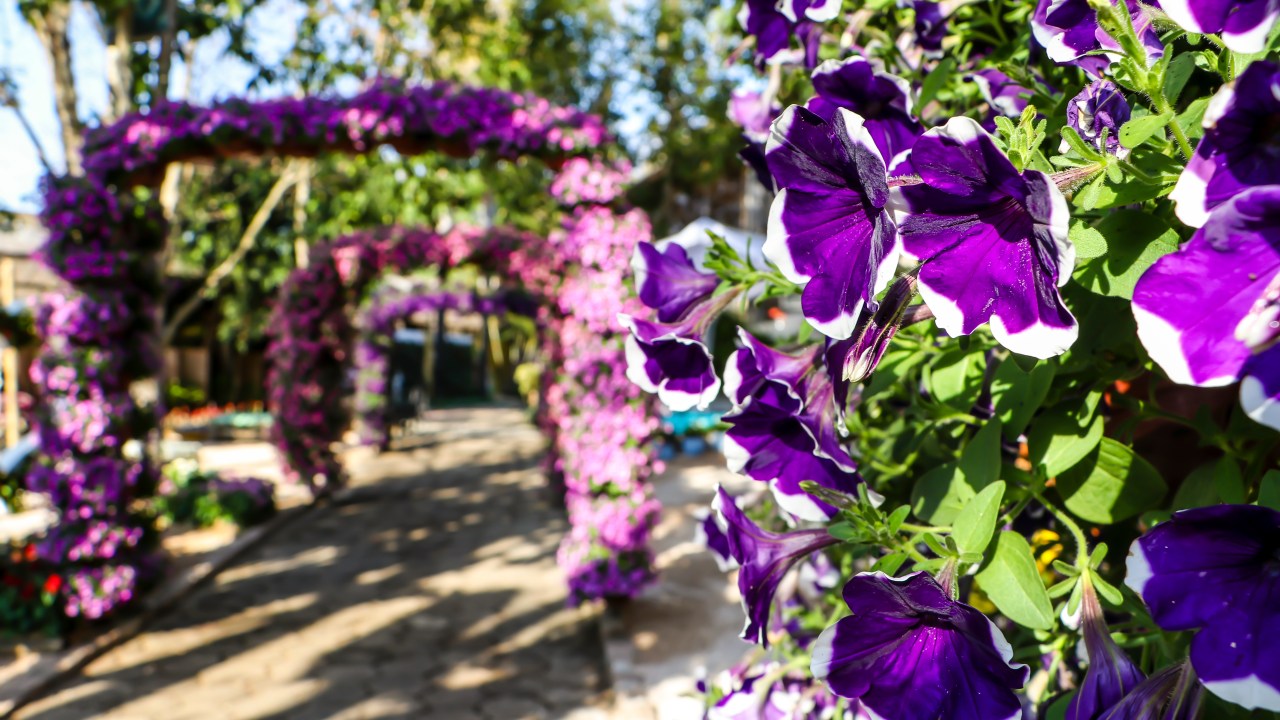 A fotografia coloria mostra diversos arcos de flores roxas.