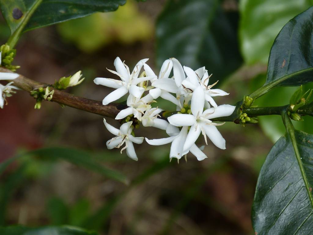 Flor do Café A imagem mostra uma flor branca e pequena