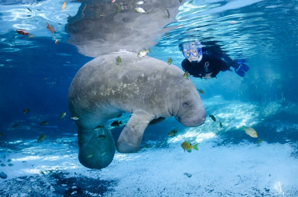 Peixe boi nadando com humano, crystal river, estados unidos Peixe boi nadando com humano, crystal river, estados unidos