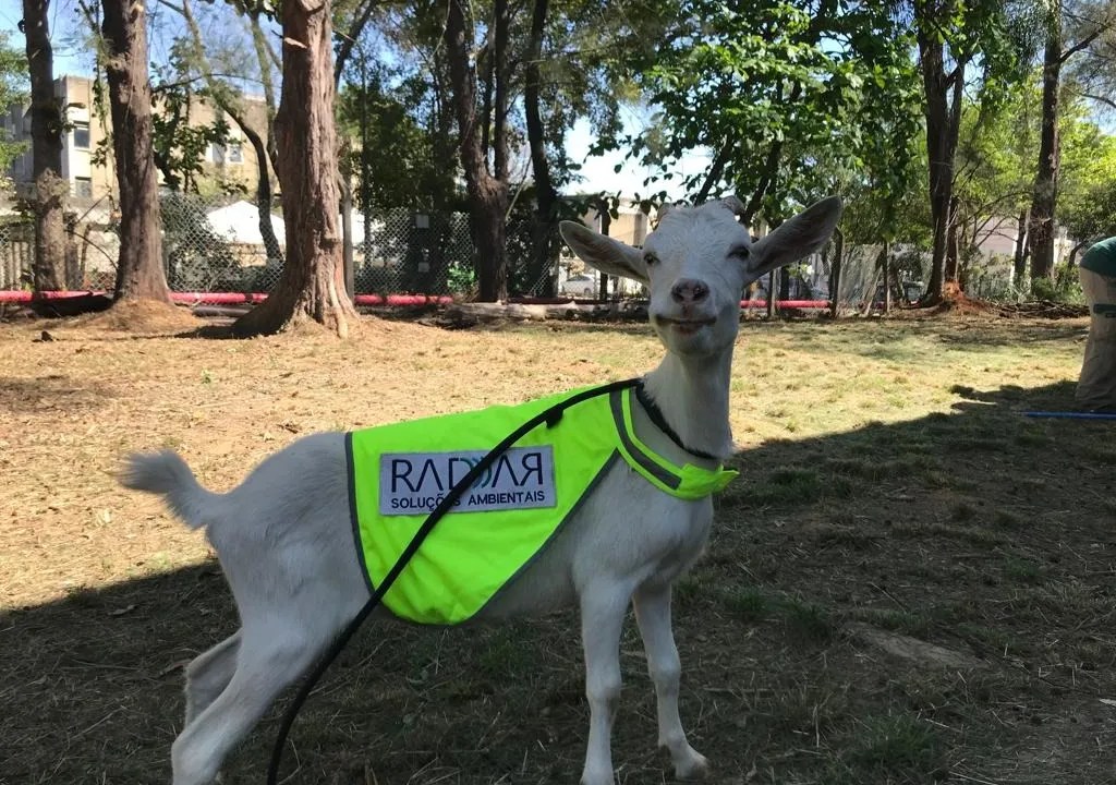 cabra estrela, aeroporto galeão, rio de janeiro