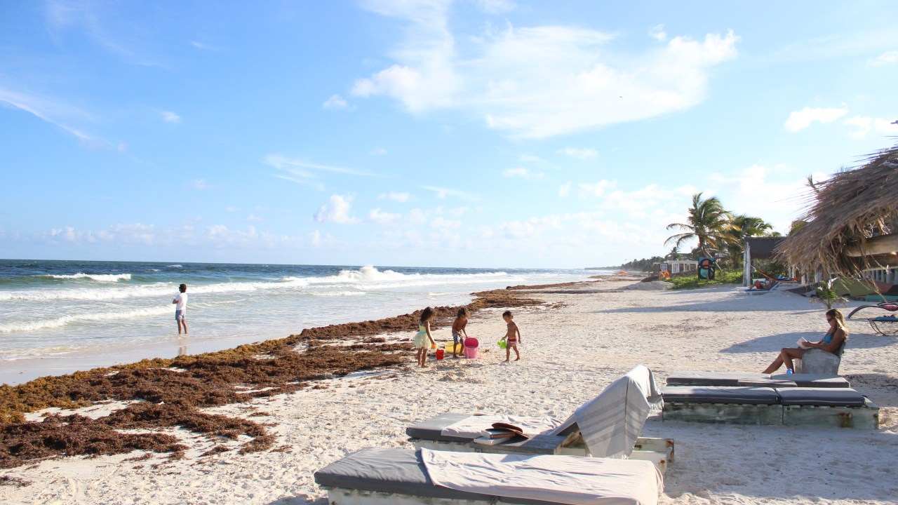 Sargaço, Tulum, Quintana Roo, México