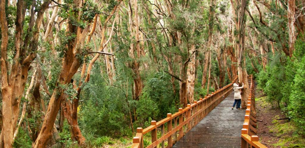 Bosque de Arrayanes, Bariloche, Argentina