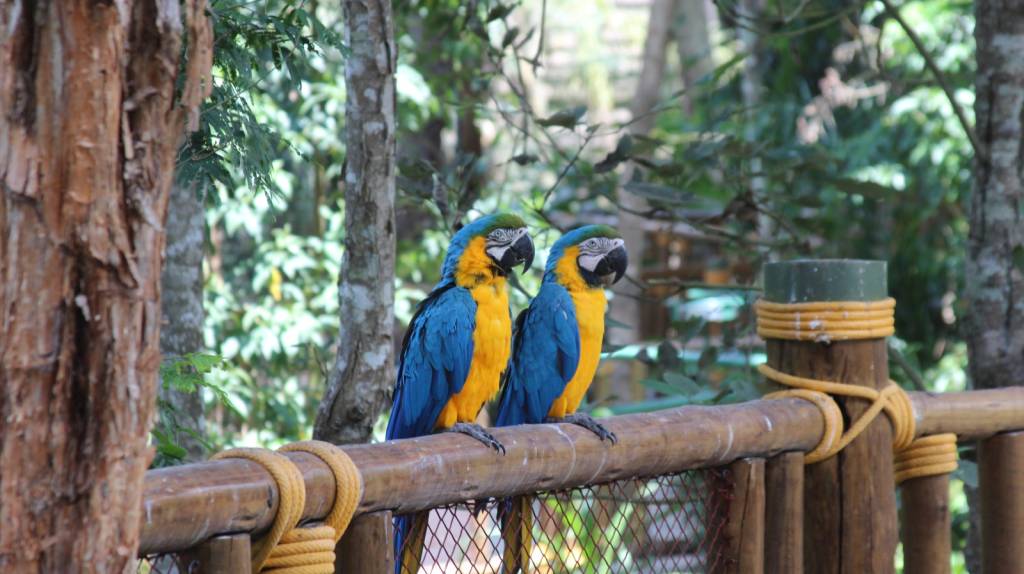Araras no Animália Park, em Cotia, São Paulo, Brasil duas-araras-azuis-num-aviário-perto-de-São-Paulo