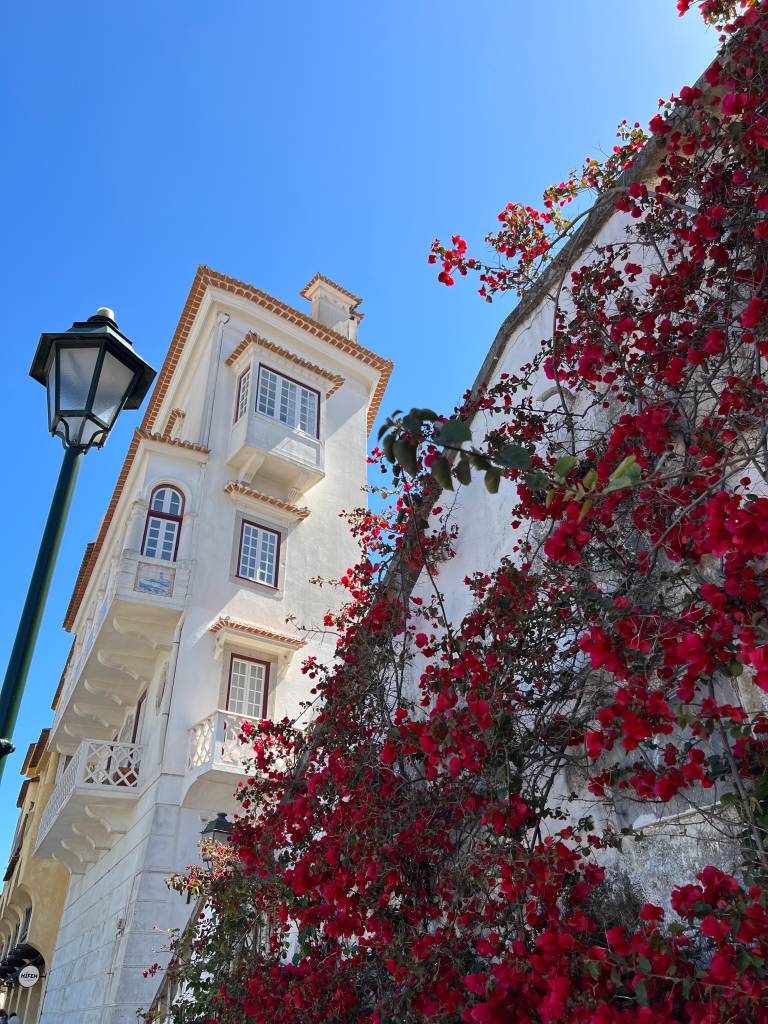 Centrinho-andrey-efimov-NNBfC5pGboU-unsplash Prédio tipicamente português de fachada branca, com uma parede coberta de bouganville em primeiro plano