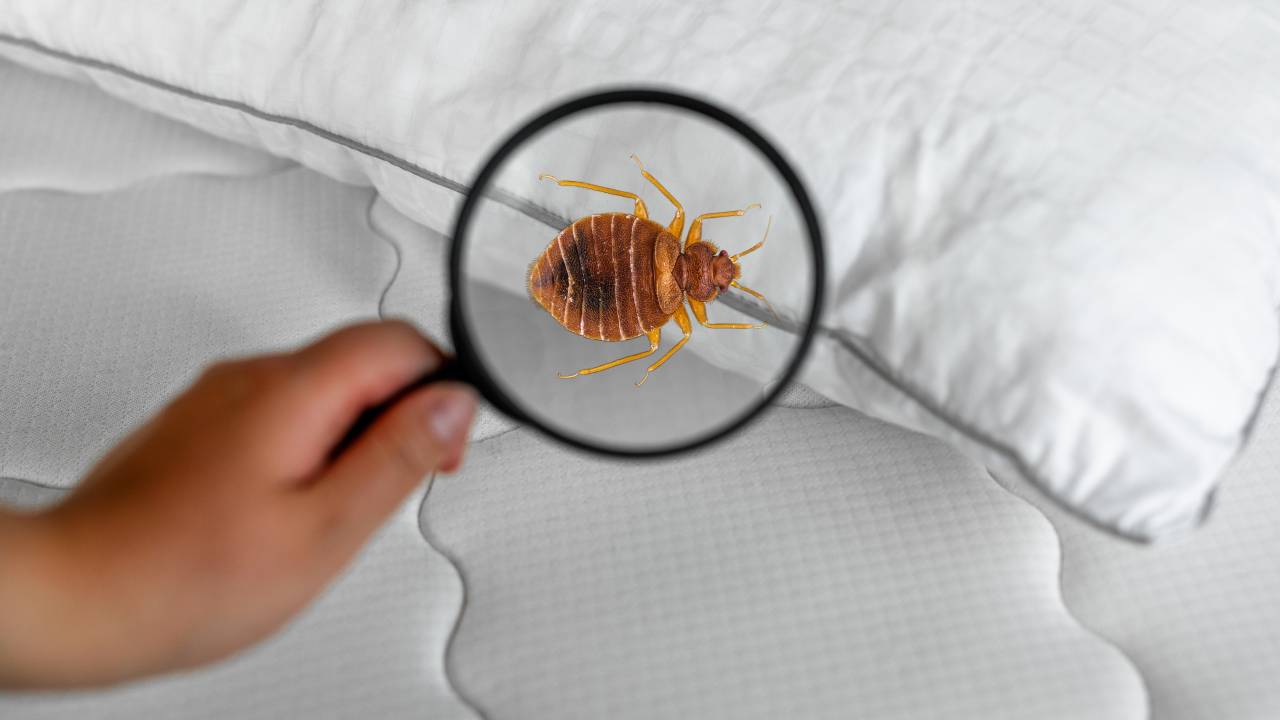 percevejo