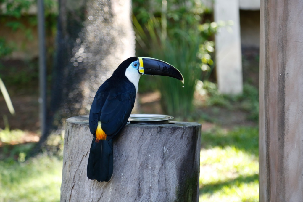 unnamed (1) BioParque do Rio, Rio de Janeiro, Brasil