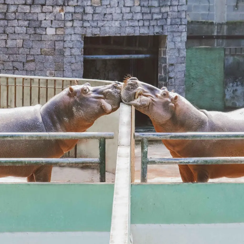 BioParque do Rio, Rio de Janeiro, Brasil