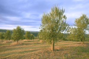 Fazenda Serra dos Tapes, Canguçu, Rio Grande do Sul