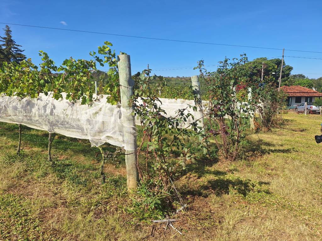 Vinícola Quinta do Campo Alegre, Diamantina, Minas Gerais