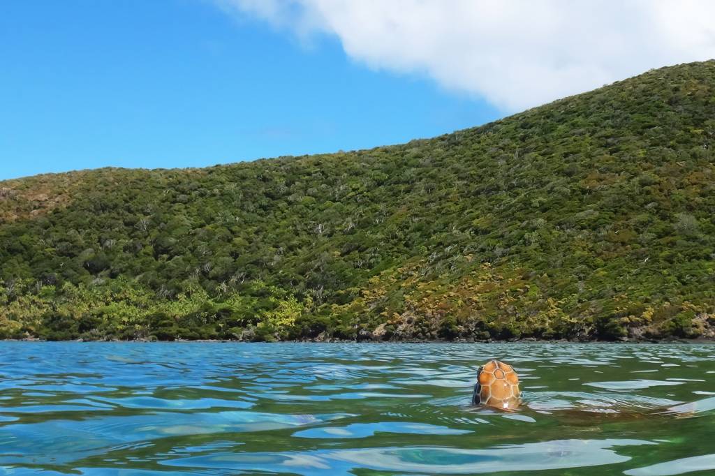 tartaruga-marinha-lord-howe tartaruga-marinha-lord-howe