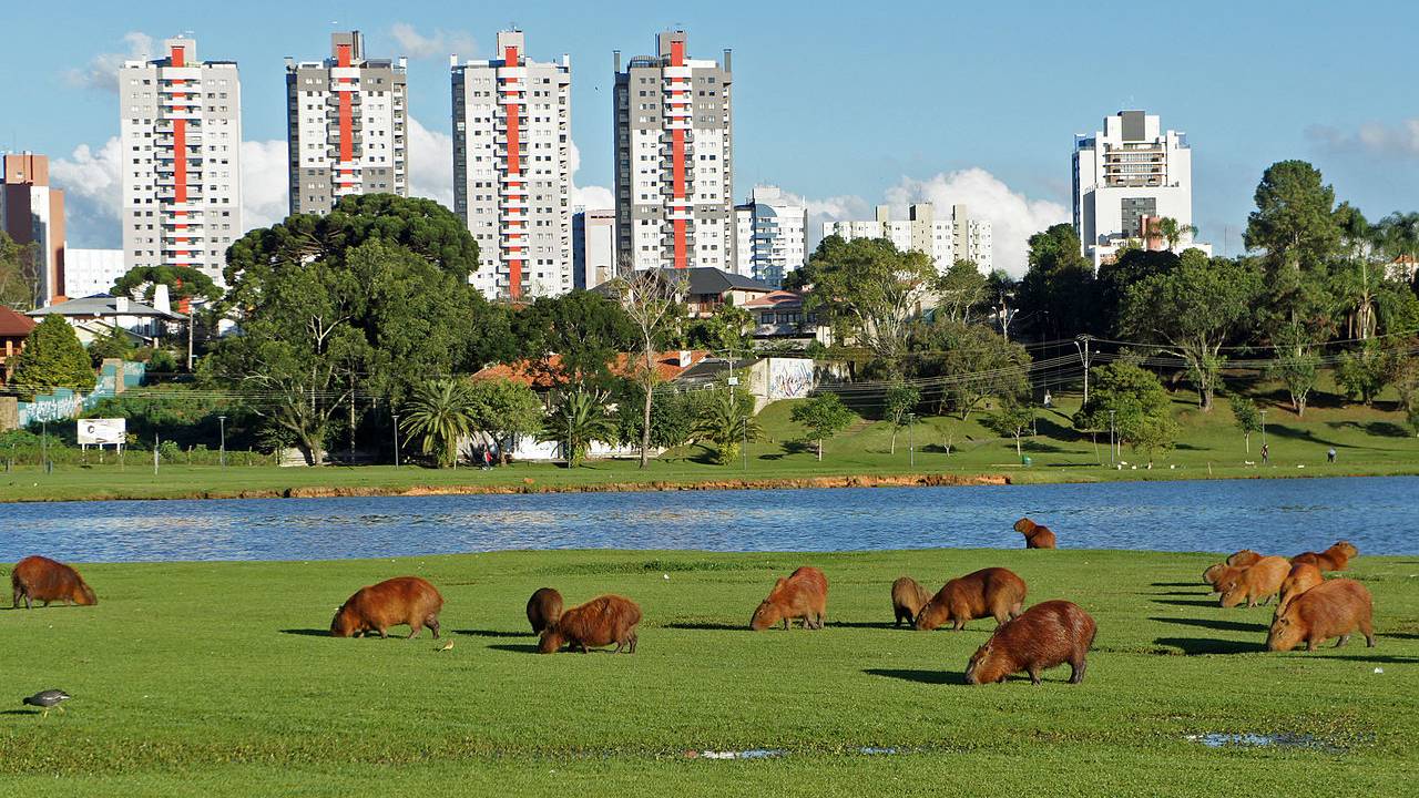 parque-barigui-capivaras-curitiba