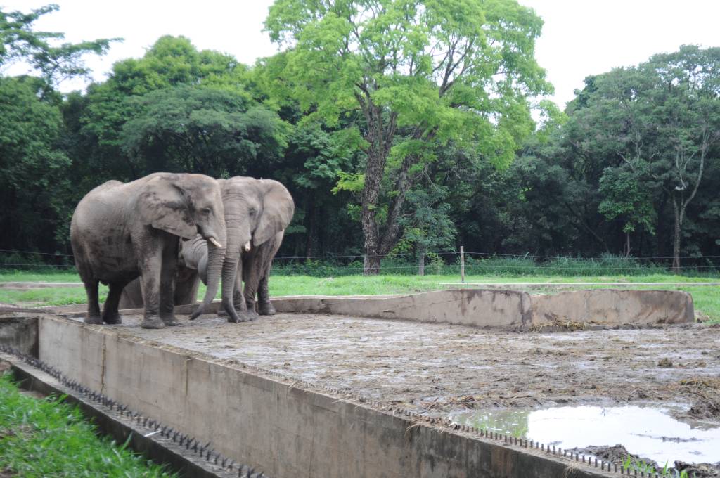 Zoológico, Belo Horizonte, Minas Gerais Zoológico, Belo Horizonte, Minas Gerais