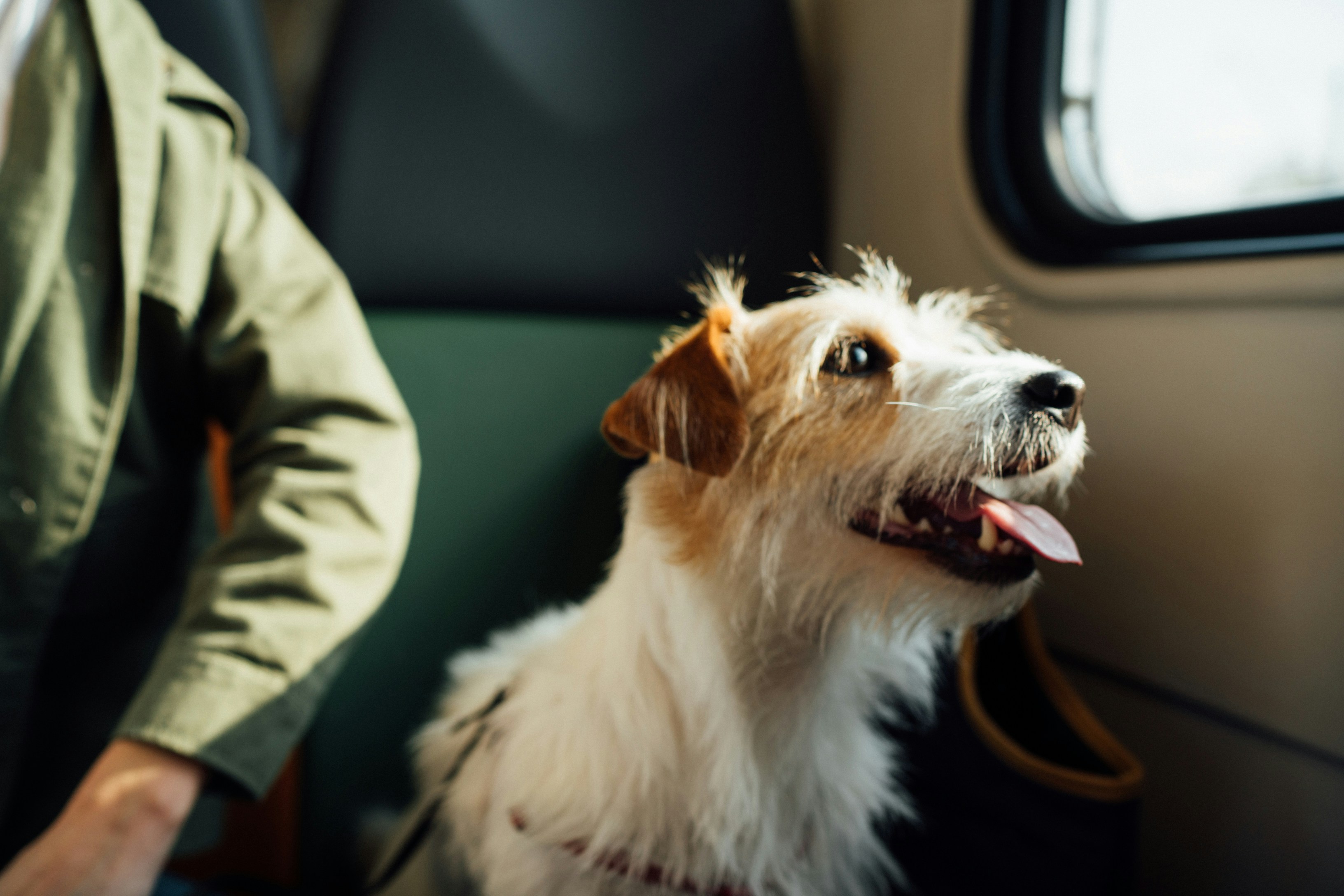 Viagens com pets incluem apenas cachorros e gatos