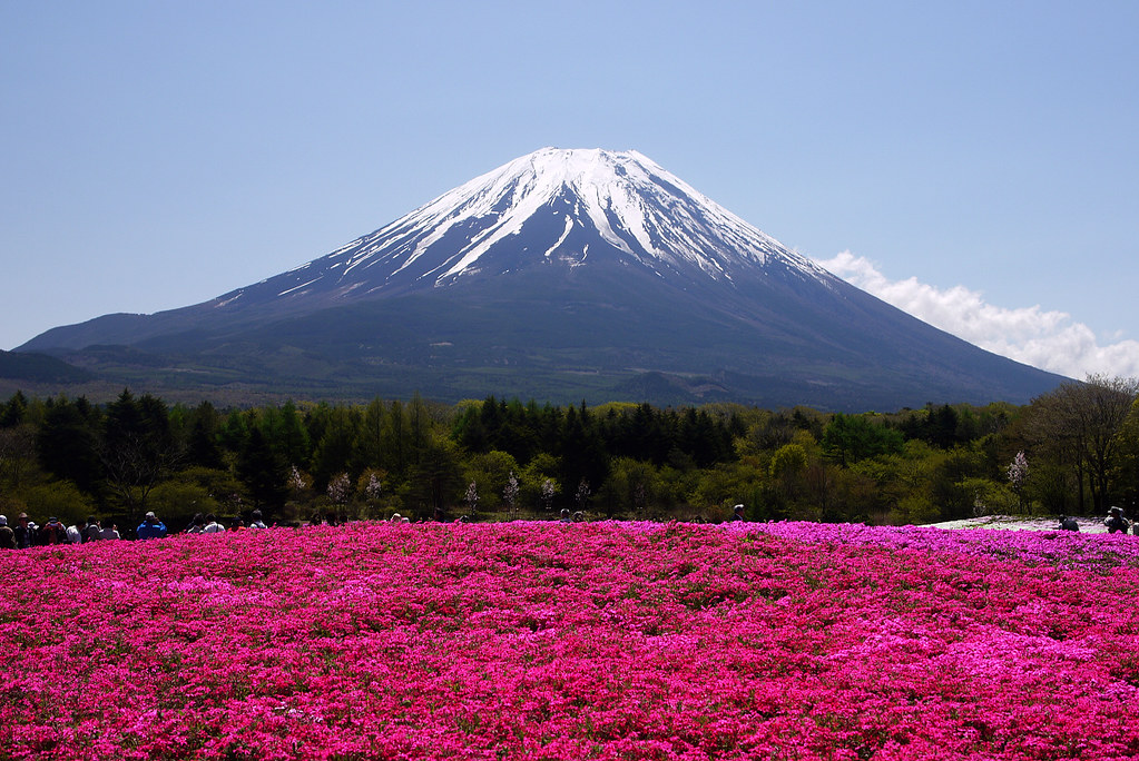Festival Shibazakura, Monte Fuji, Japão
