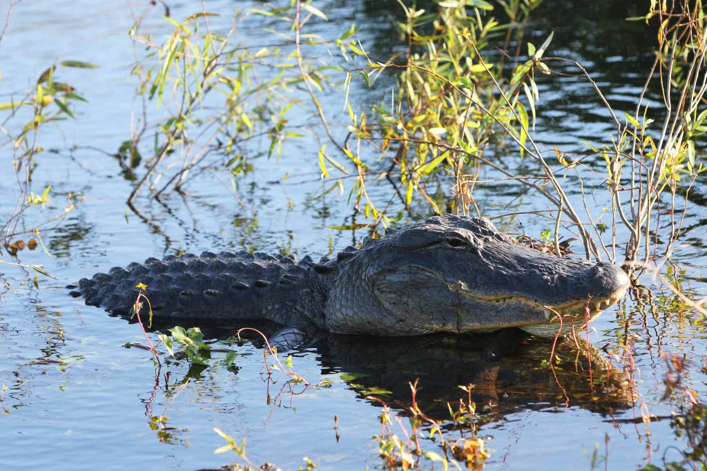 American_Alligator American_Alligator