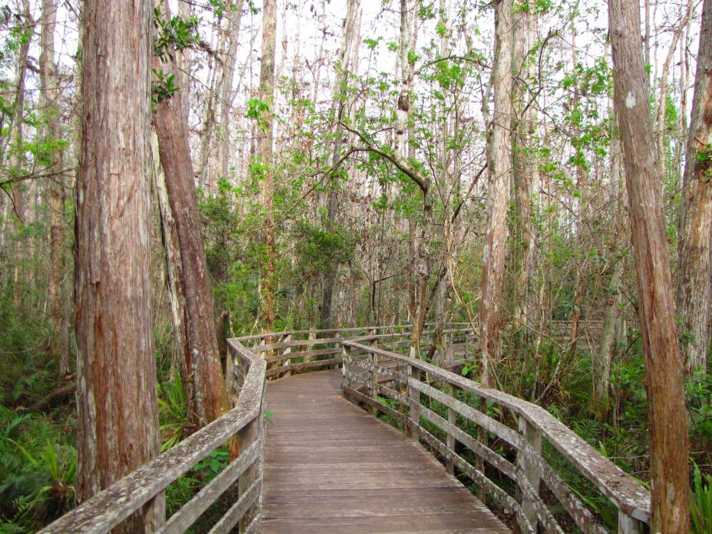 Audubon Corkscrew Swamp Sanctuary Audubon Corkscrew Swamp Sanctuary