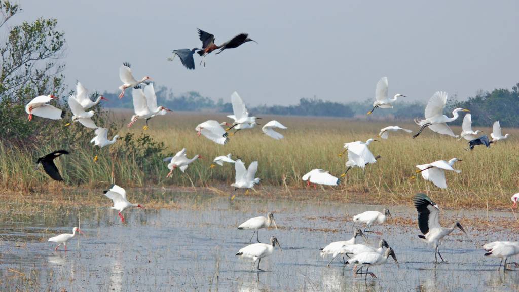 everglades-1 everglades-1