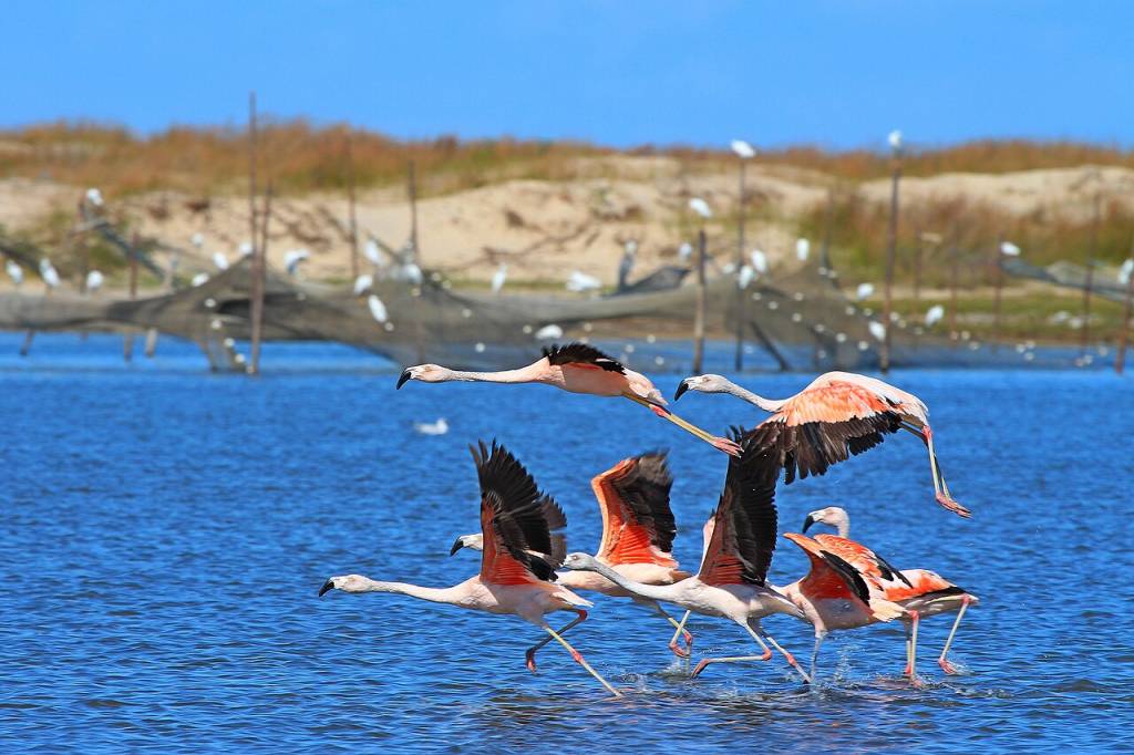 flamingo-chileno-lagoa-do-peixe flamingo-chileno-lagoa-do-peixe