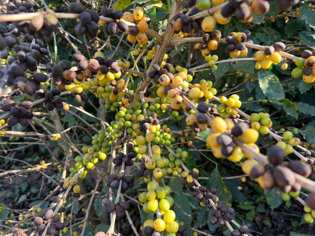 Cerejas de café em diferentes estágios de maturação no mesmo galho fazenda cachoeira da grama