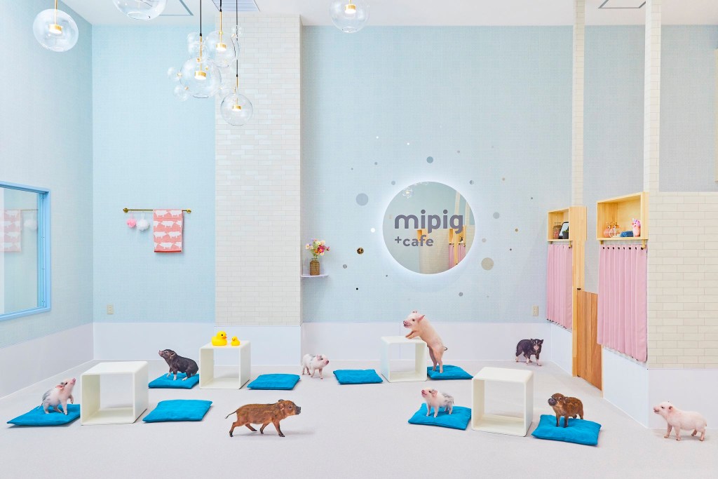 mipig-cafe-japao