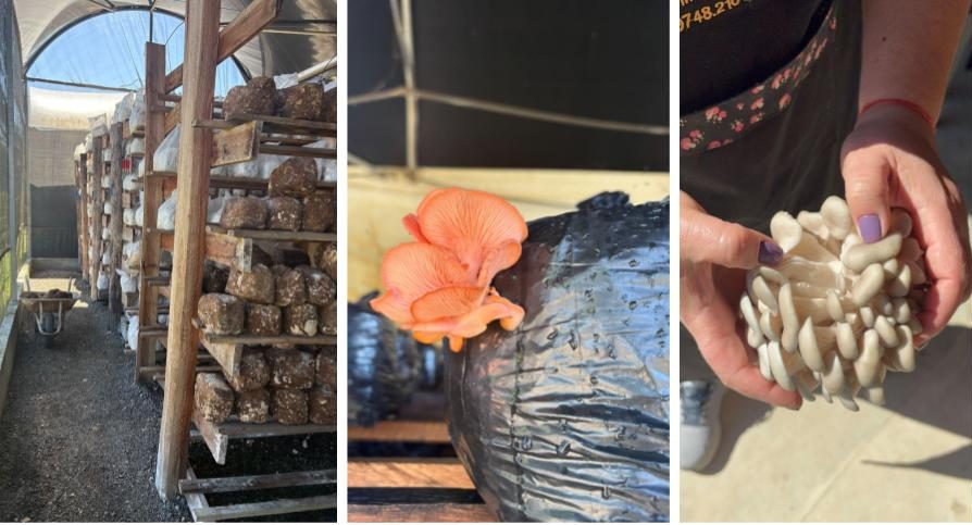 Suzana Shiitake, Cunha, São Paulo