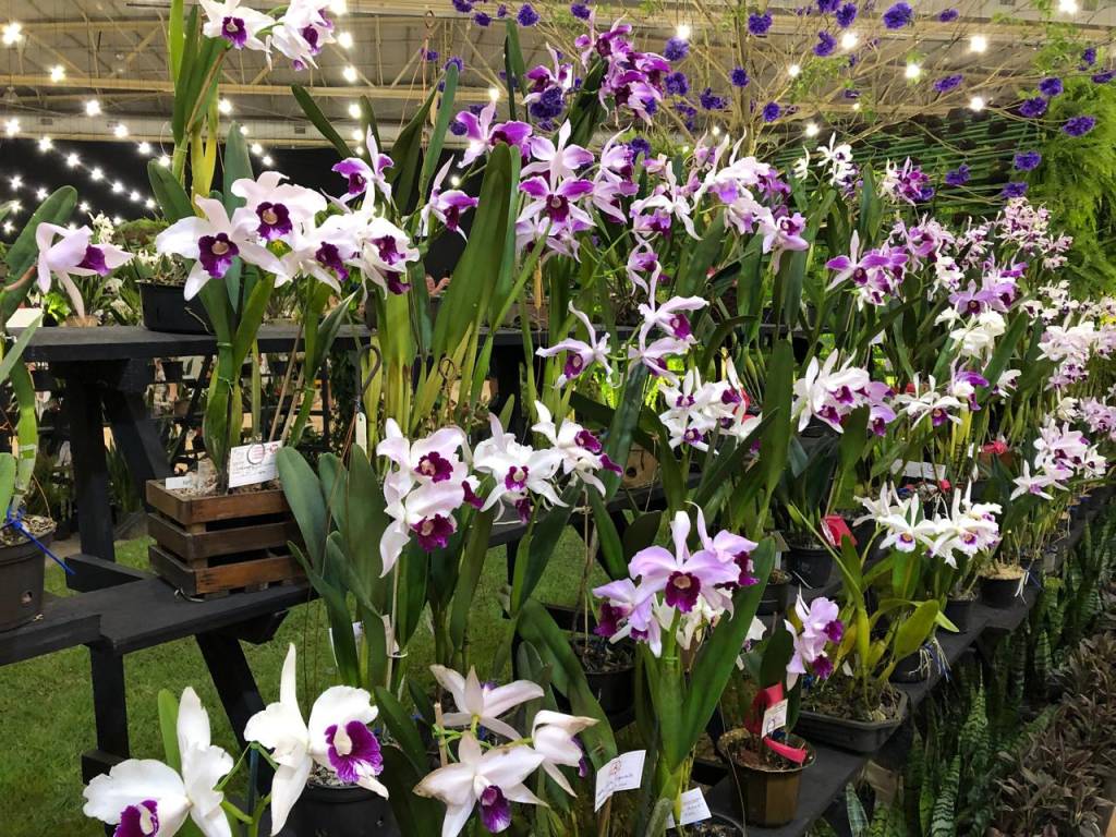 Festa das Flores, Joinville, Santa Catarina