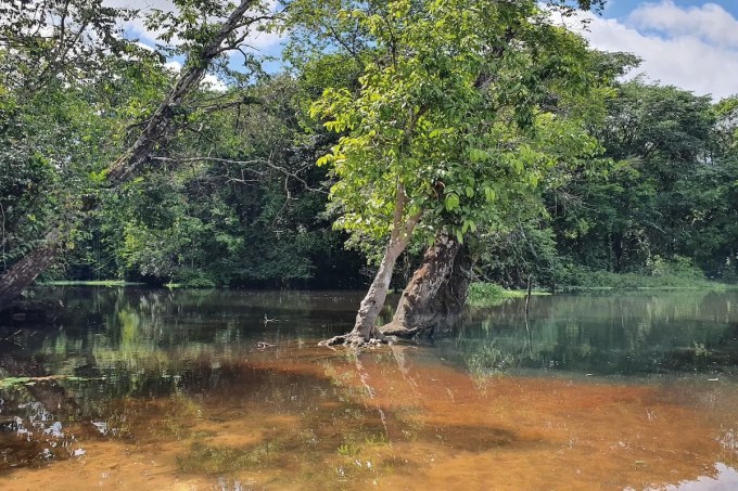 Trilha Amazonia Atlântica, Pará