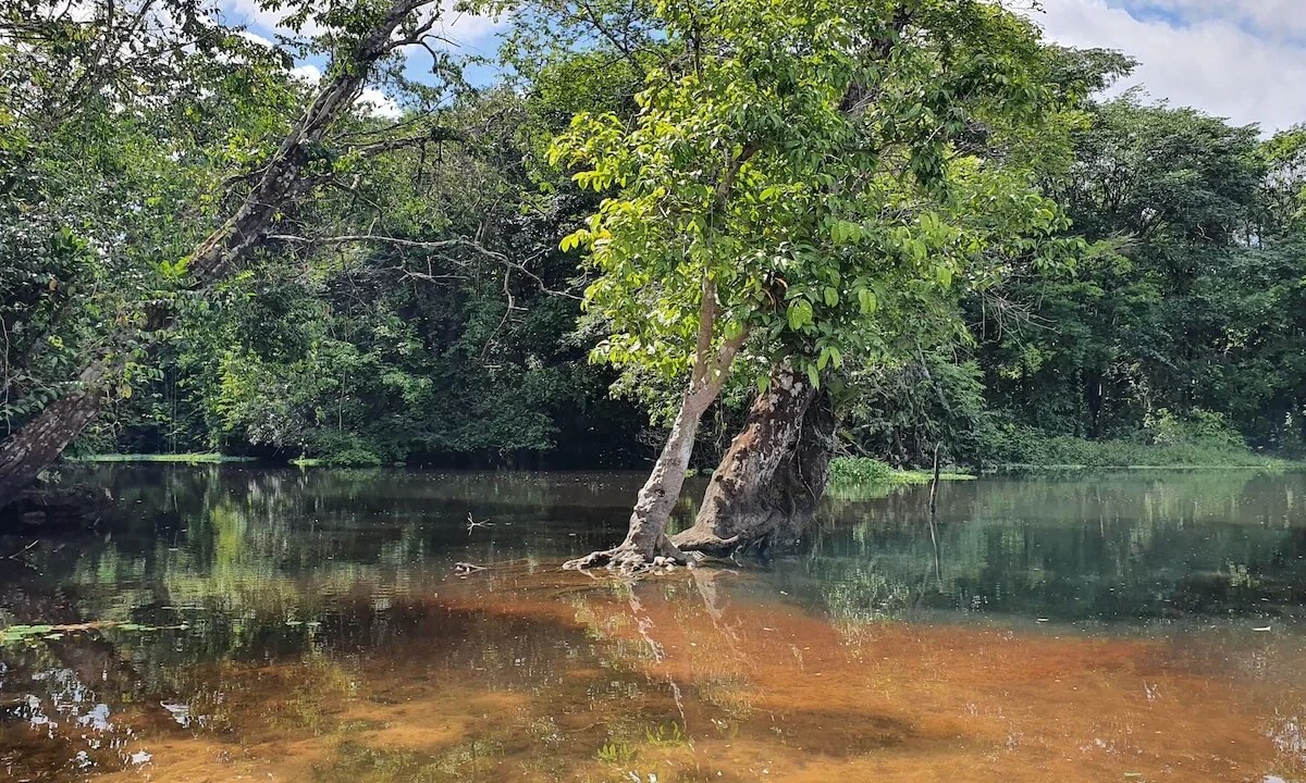 Trilha Amazonia Atlântica, Pará