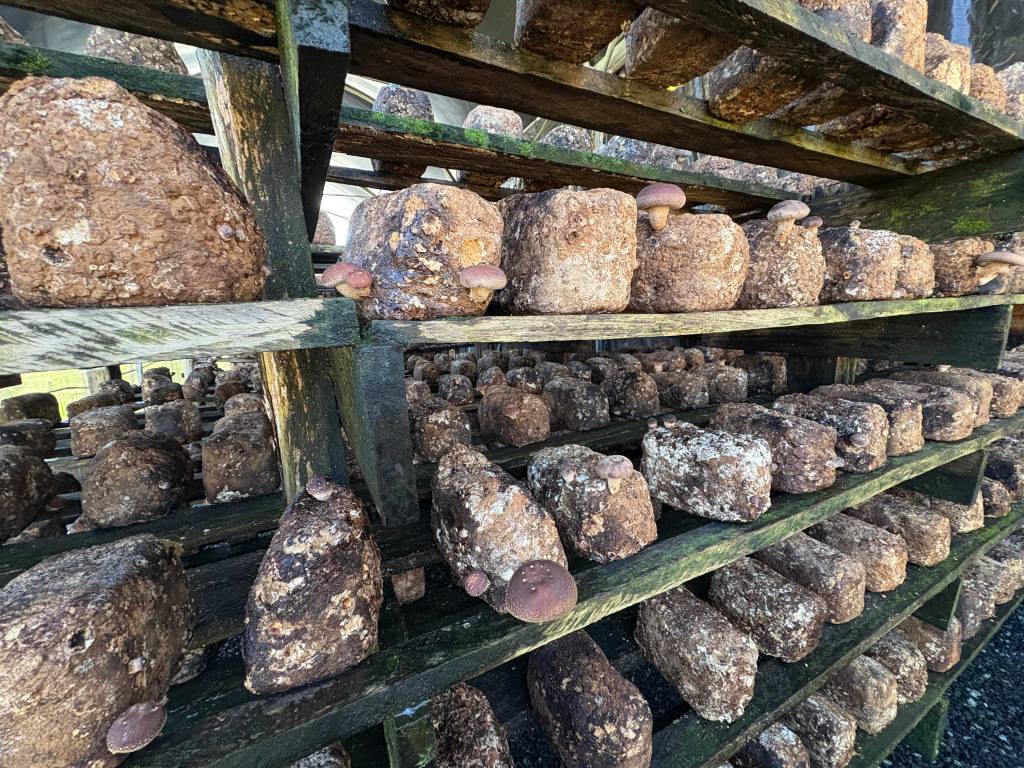 Suzana Shiitake, Cunha, São Paulo