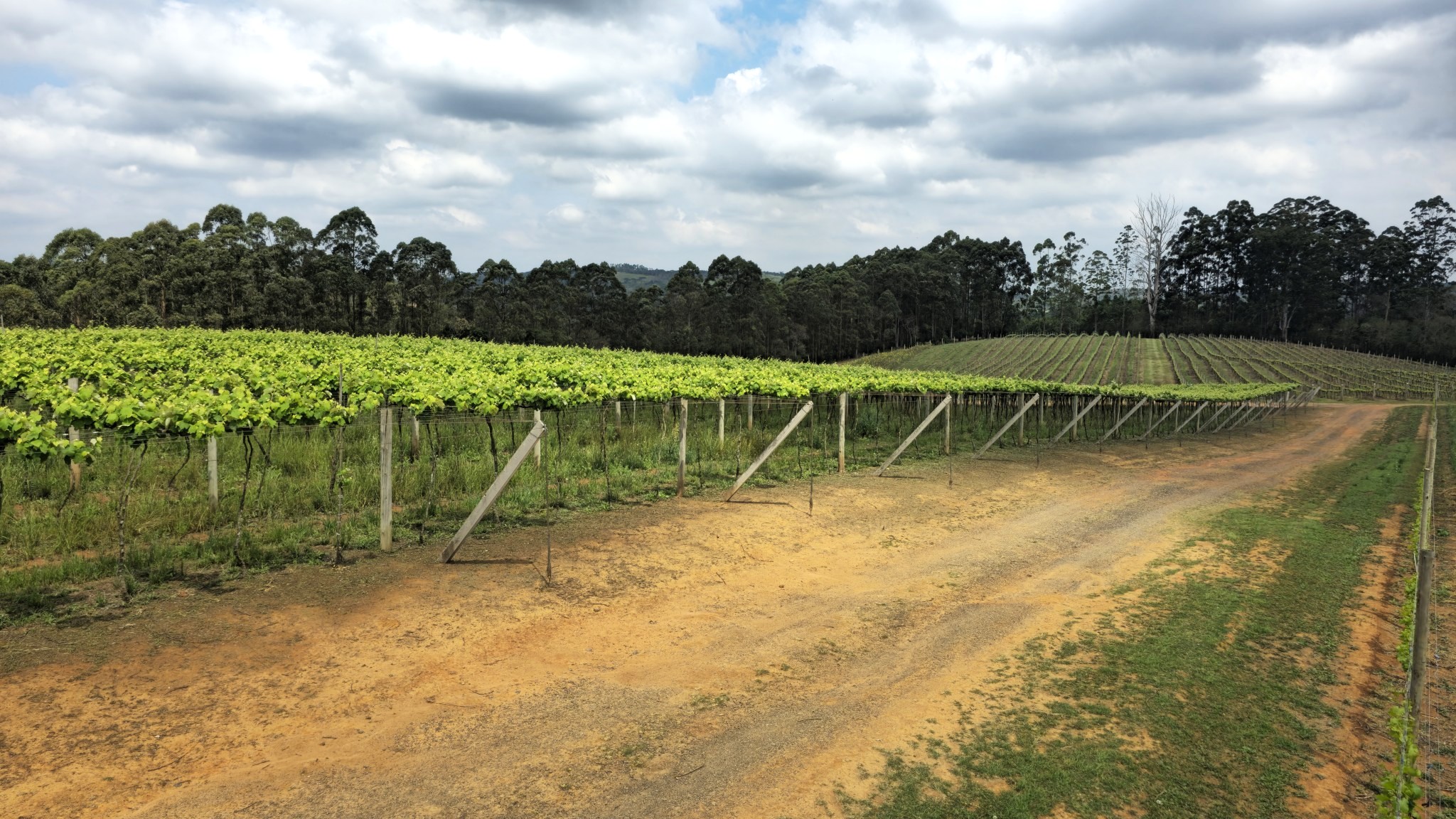 vinicola goes s&atilde;o roque