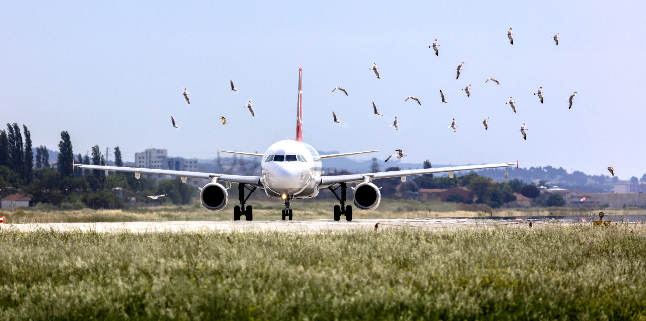Bird Strike