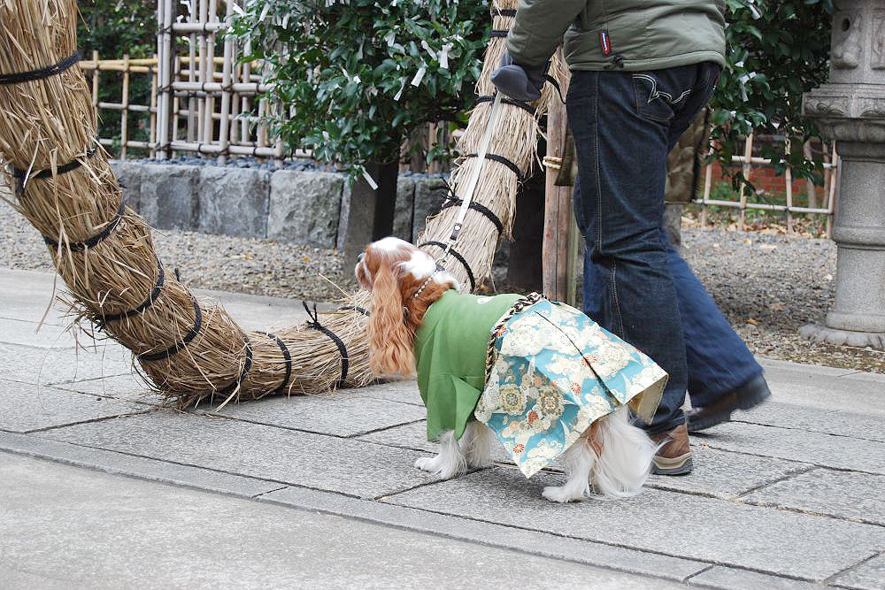 cachorro de quimono japo