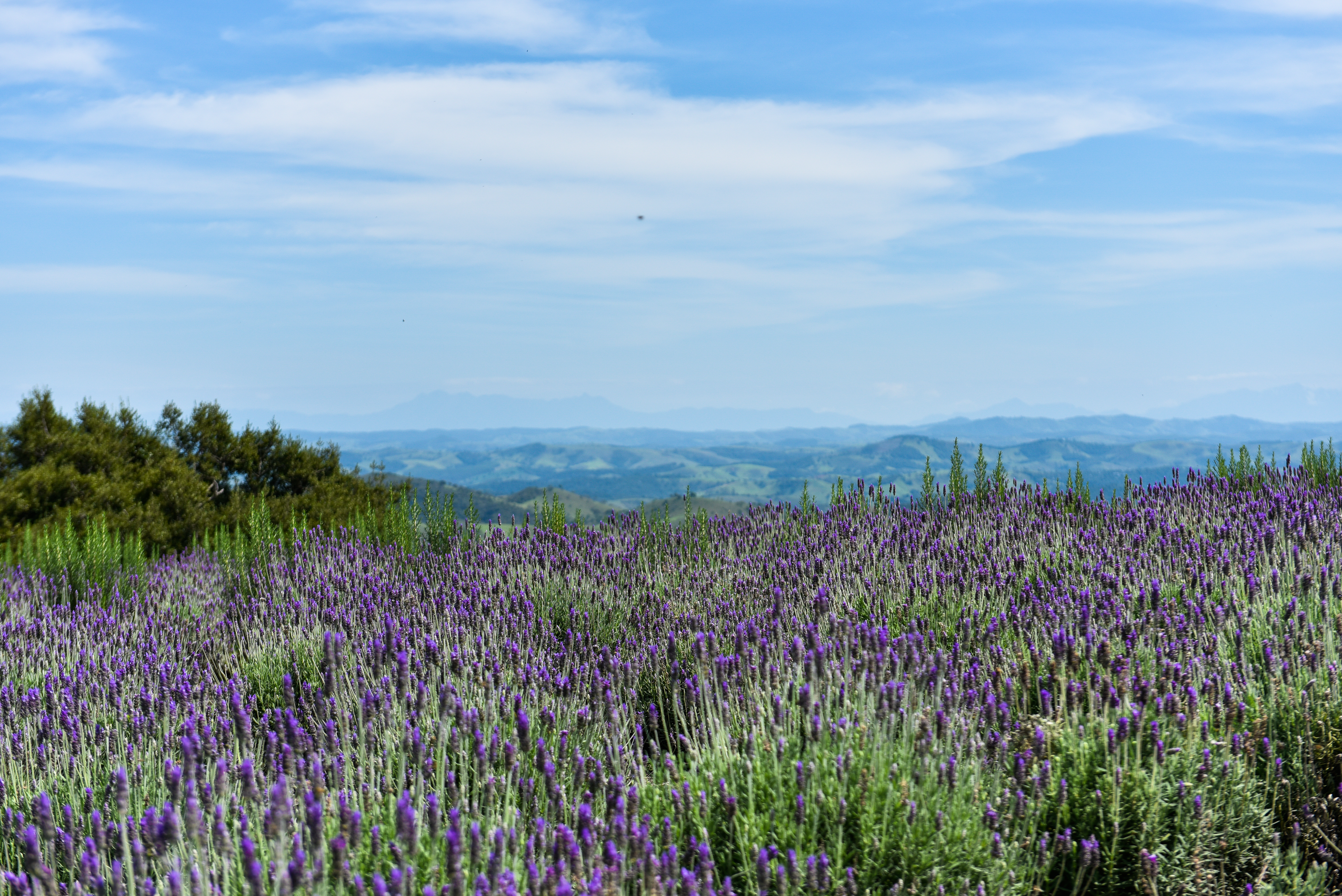 Lavandário, Cunha, Serra da Bocaina, São Paulo