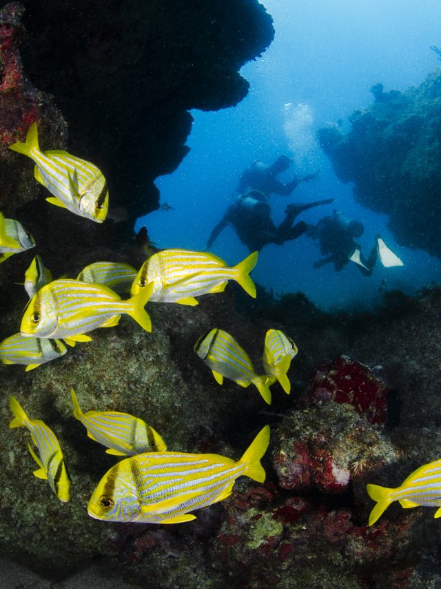 cropped-mergulho-abrolhos.jpg
