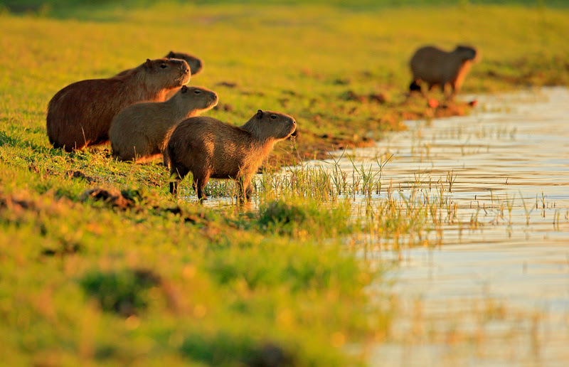 Pantanal