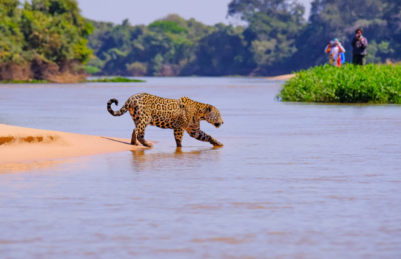Pantanal