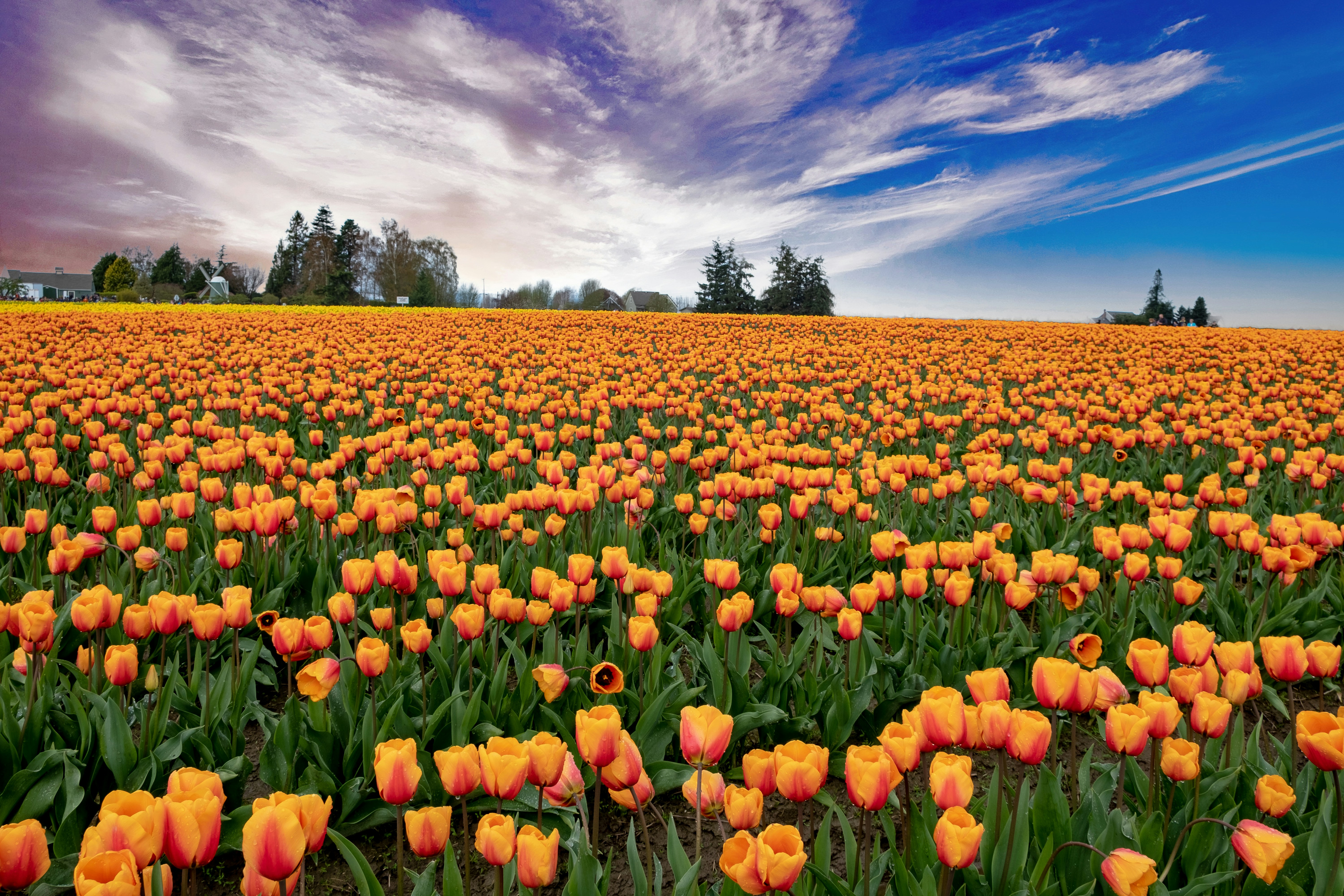 tulipas-holanda