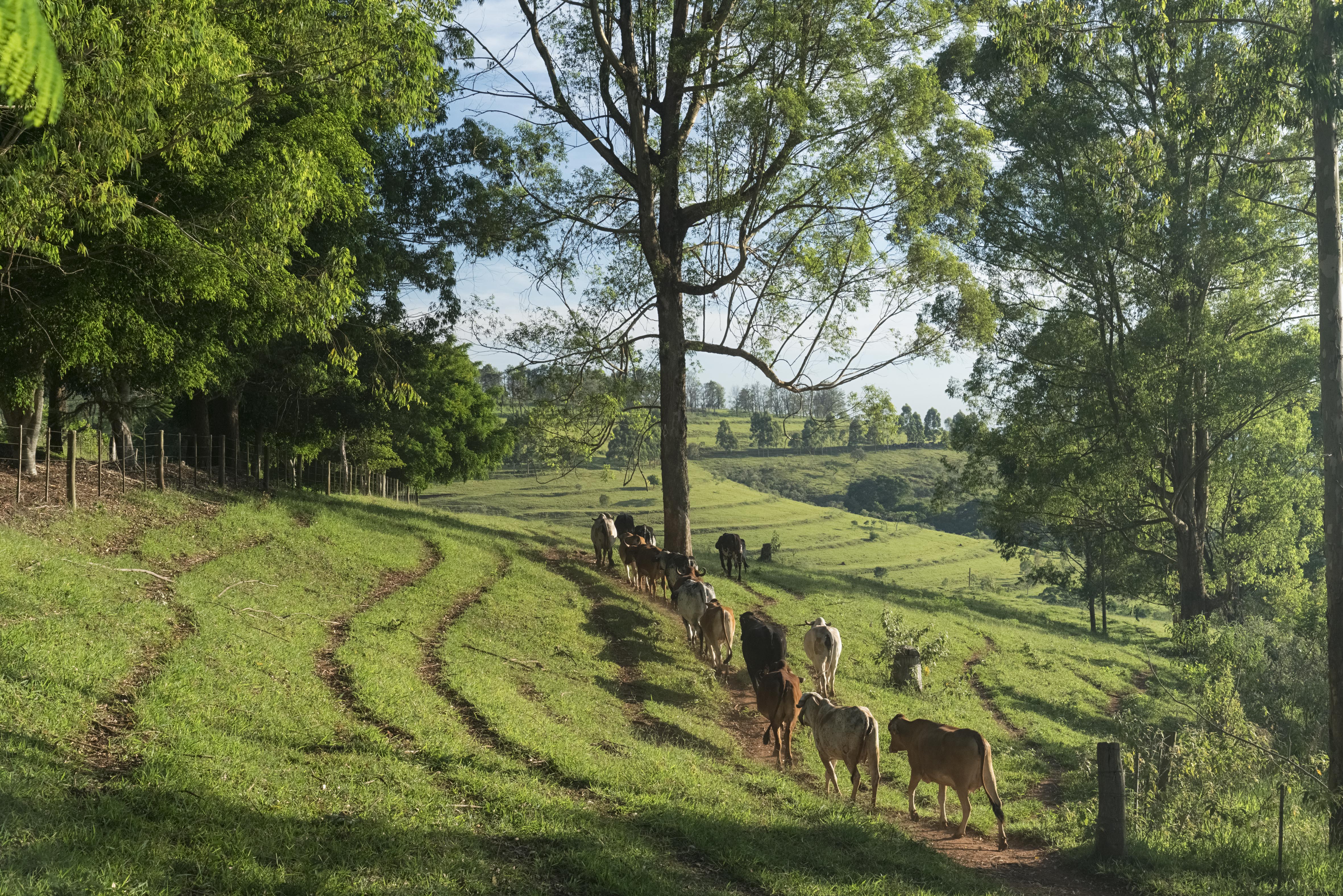 1Fazenda_Pardinho_CrédThomas Baccaro