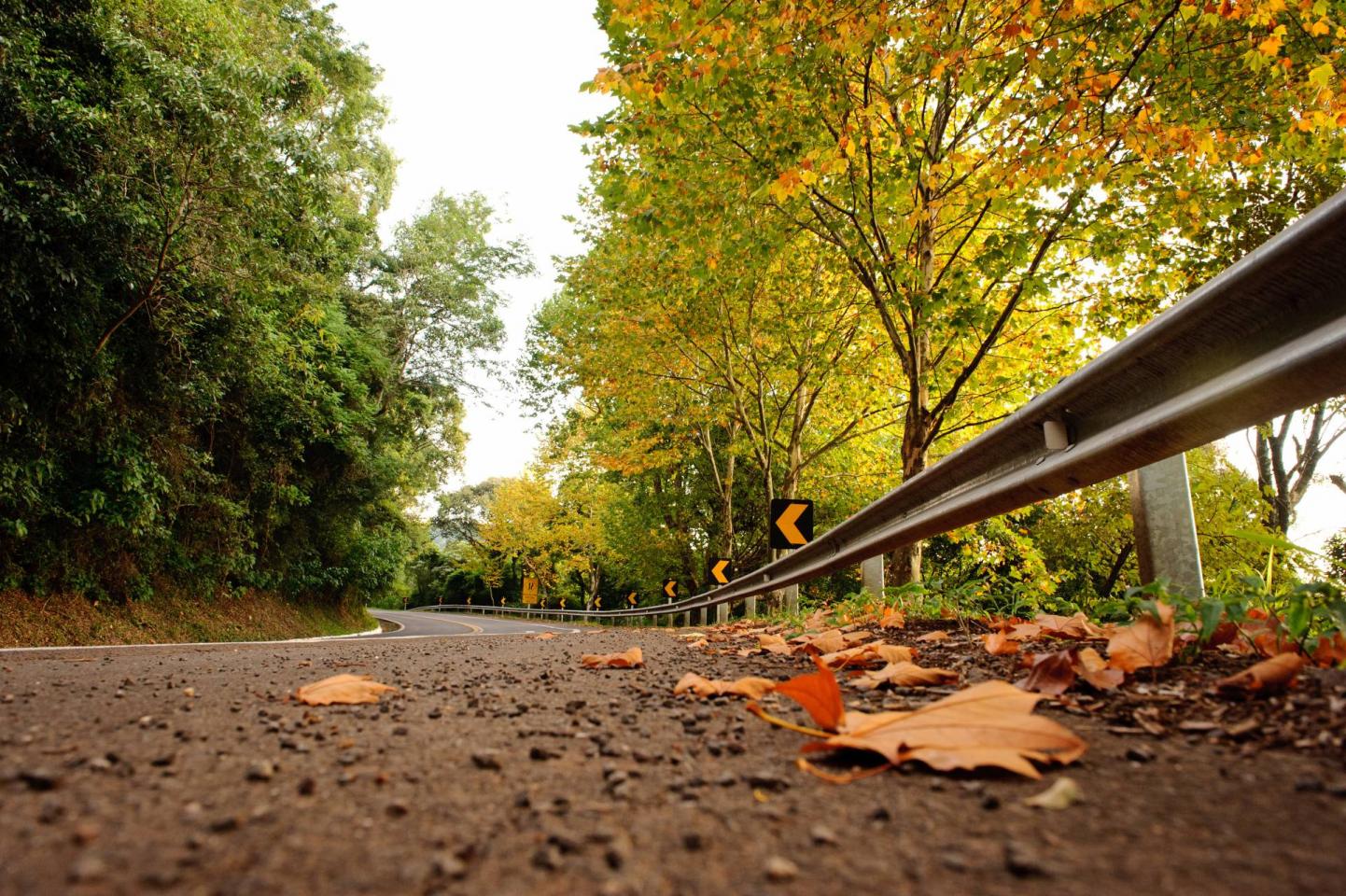 Estrada sinuosa com asfalto escuro e folhas secas alaranjadas no chão, ladeada por árvores de folhagem verde e amarela, e um guard-rail metálico à direita, sob céu claro
