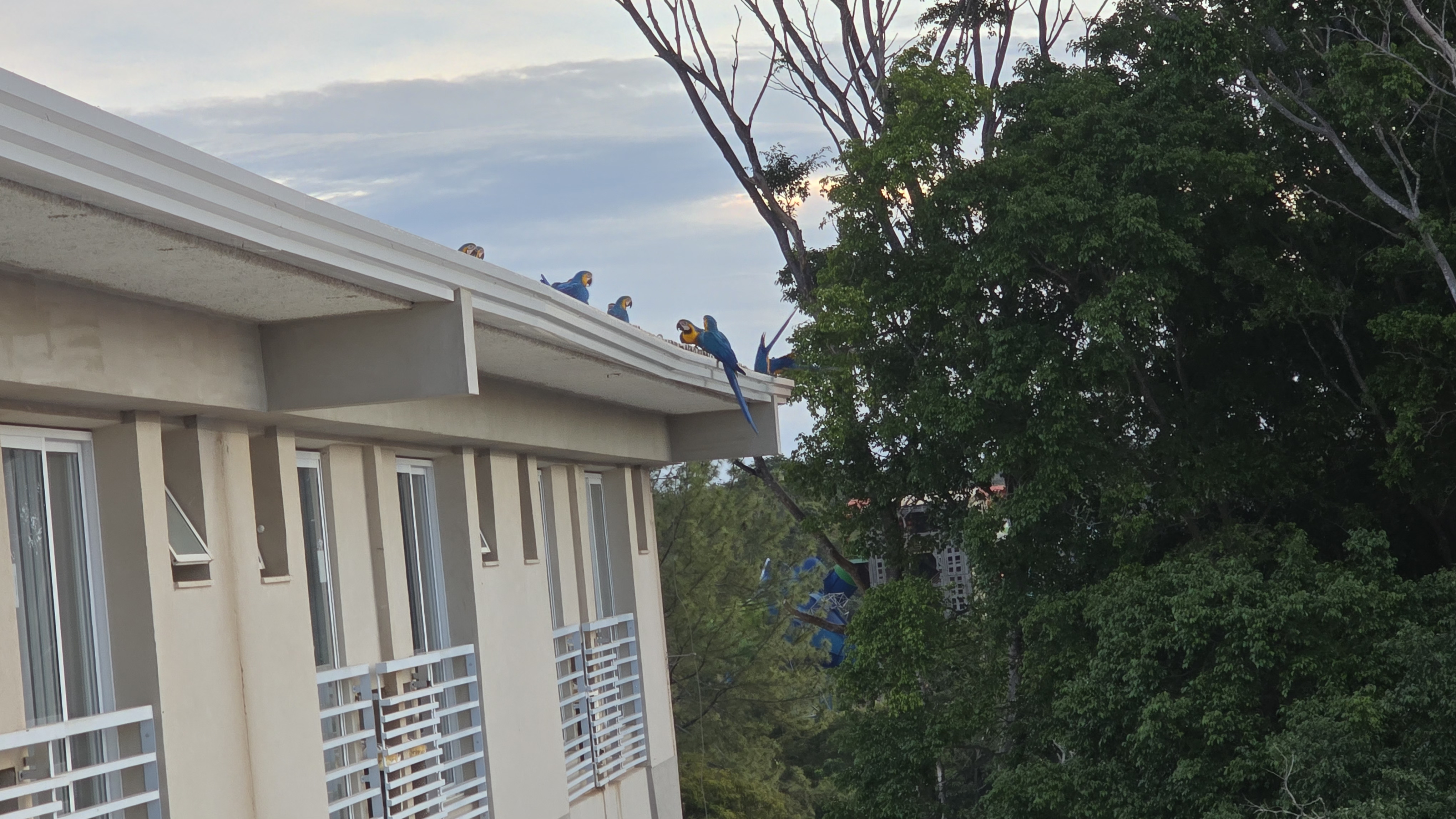 Um grupo de araras-azuis e amarelas pousadas no telhado de um pr&eacute;dio bege com janelas brancas e grades, ao lado de &aacute;rvores frondosas sob um c&eacute;u claro com nuvens esparsas