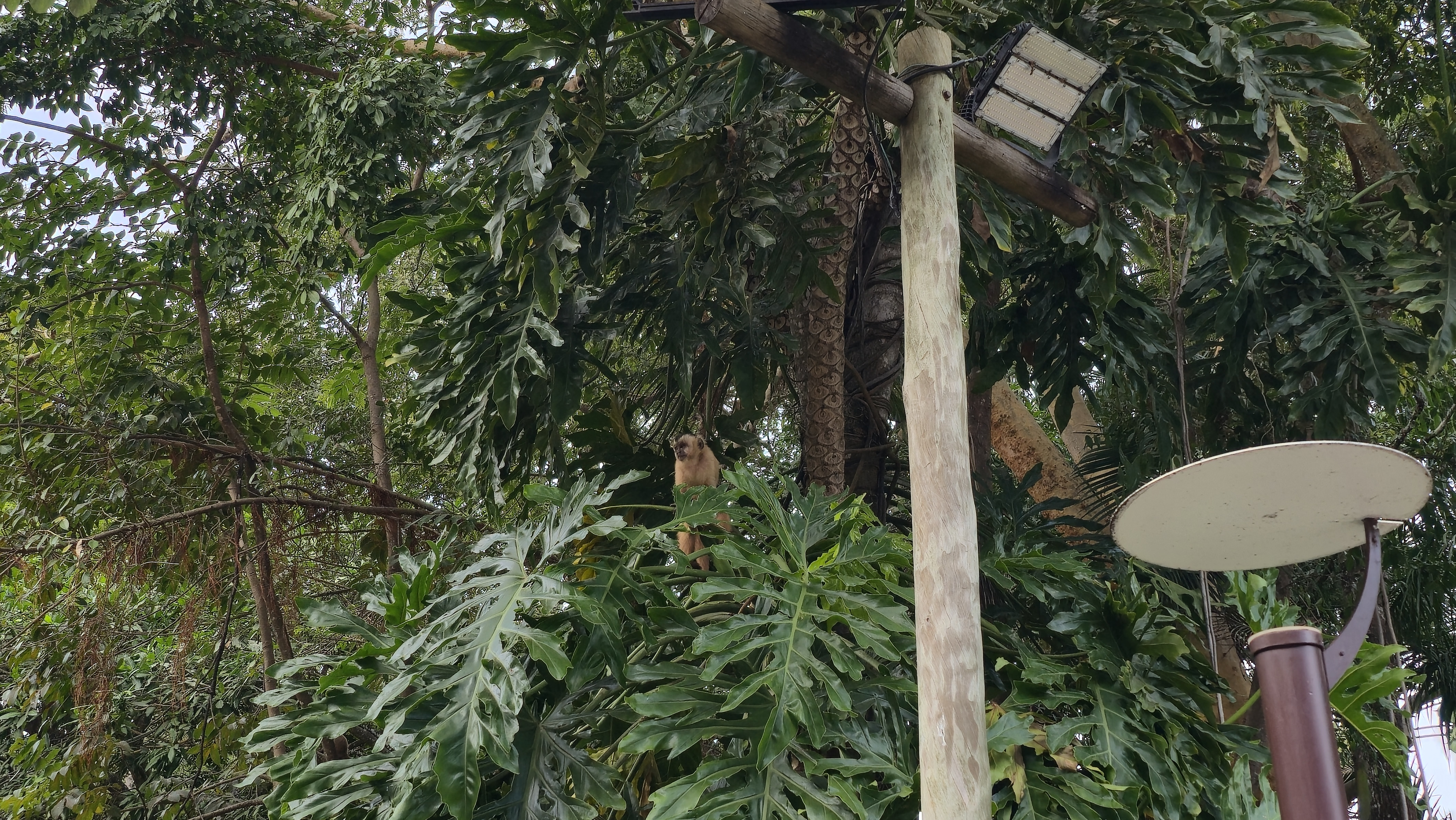 Um macaco-prego marrom claro sentado em uma folhagem verde densa, com um poste de madeira e um refletor &agrave; direita, em um ambiente de floresta
