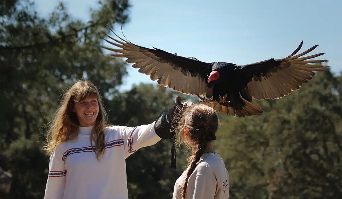 Duas mulheres interagem com um urubu-de-cabeça-vermelha em um ambiente externo. A mulher à esquerda, sorrindo, usa uma luva de falcoaria no braço estendido, onde o pássaro pousa com as asas abertas. A outra mulher, de costas, observa o pássaro.